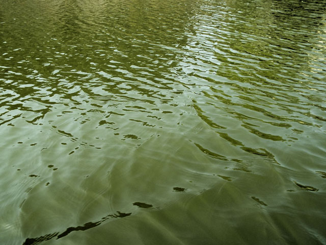 濁った池の水の写真画像
