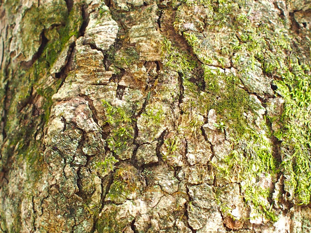 イチイガシの樹皮の写真画像