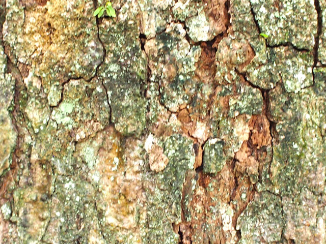 イチイガシの樹皮の写真画像