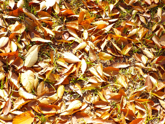落ち葉のじゅうたんの写真画像