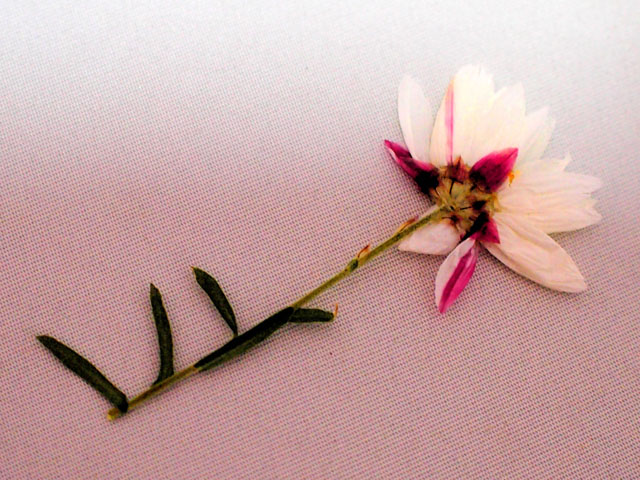 ハナカンザシの押し花の写真画像