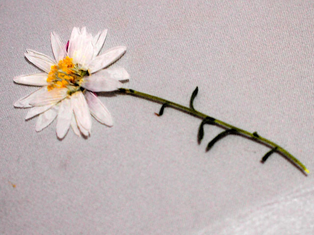ハナカンザシの押し花の写真画像