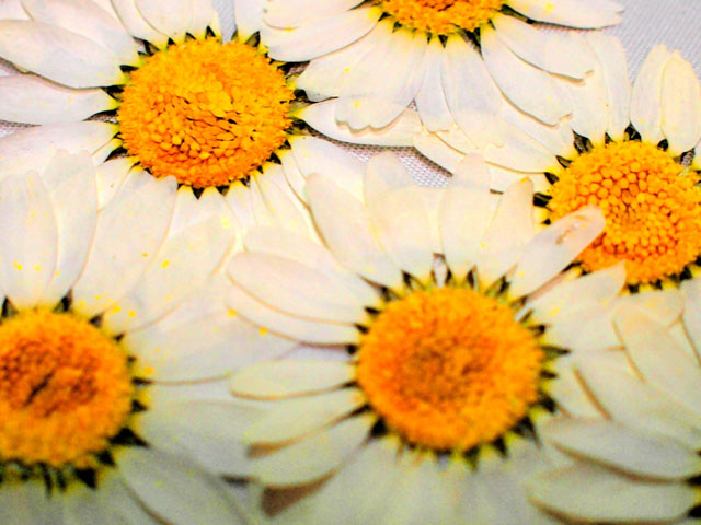 ノースポールの押し花の写真画像