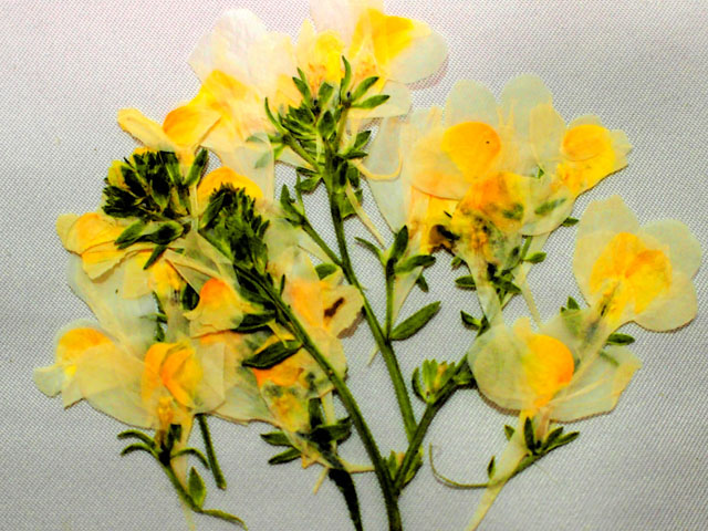 ロベリアの押し花の写真画像