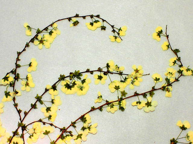 ユキヤナギの押し花の写真画像