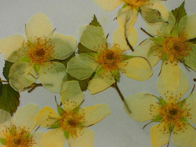 ノイチゴの押し花の写真画像