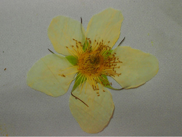ノイチゴの押し花の写真画像
