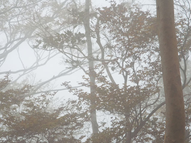 霧がかかった森林の写真画像