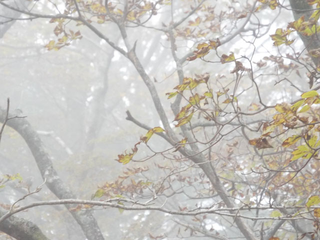 霧がかかった森林の写真画像