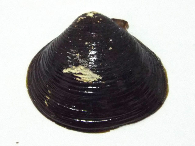 シジミの貝殻の外側の写真画像