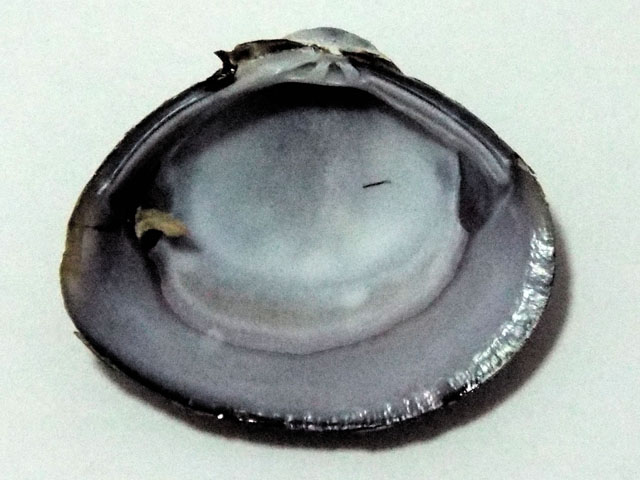 シジミの貝殻の内側の写真画像