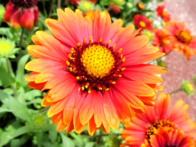 ガイラルディアの花 ４ フリー写真素材 Photo Pot