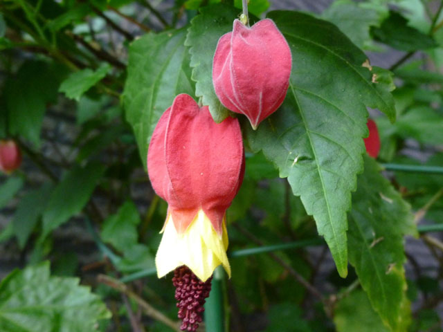 アブチロンの花 フリー写真素材 Photo Pot