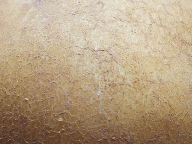 ジャガイモの表面の写真画像