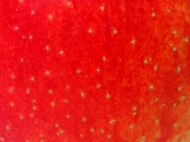 リンゴの表皮の写真画像