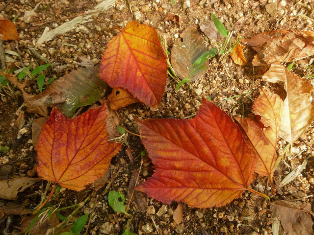 ウリハダカエデの落ち葉の写真画像