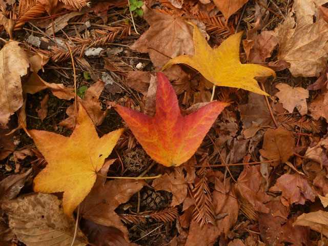 ハウチワカエデの落ち葉の写真画像