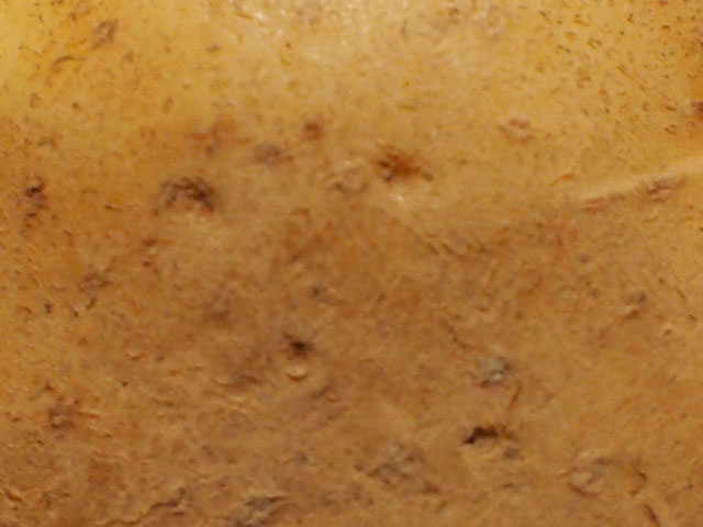 ジャガイモの表皮の写真画像