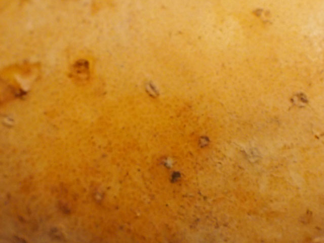 ジャガイモの表皮の写真画像
