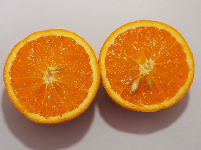 バレンシアオレンジの写真画像