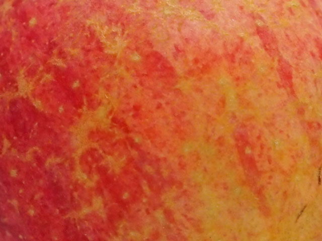 リンゴの表皮の写真画像