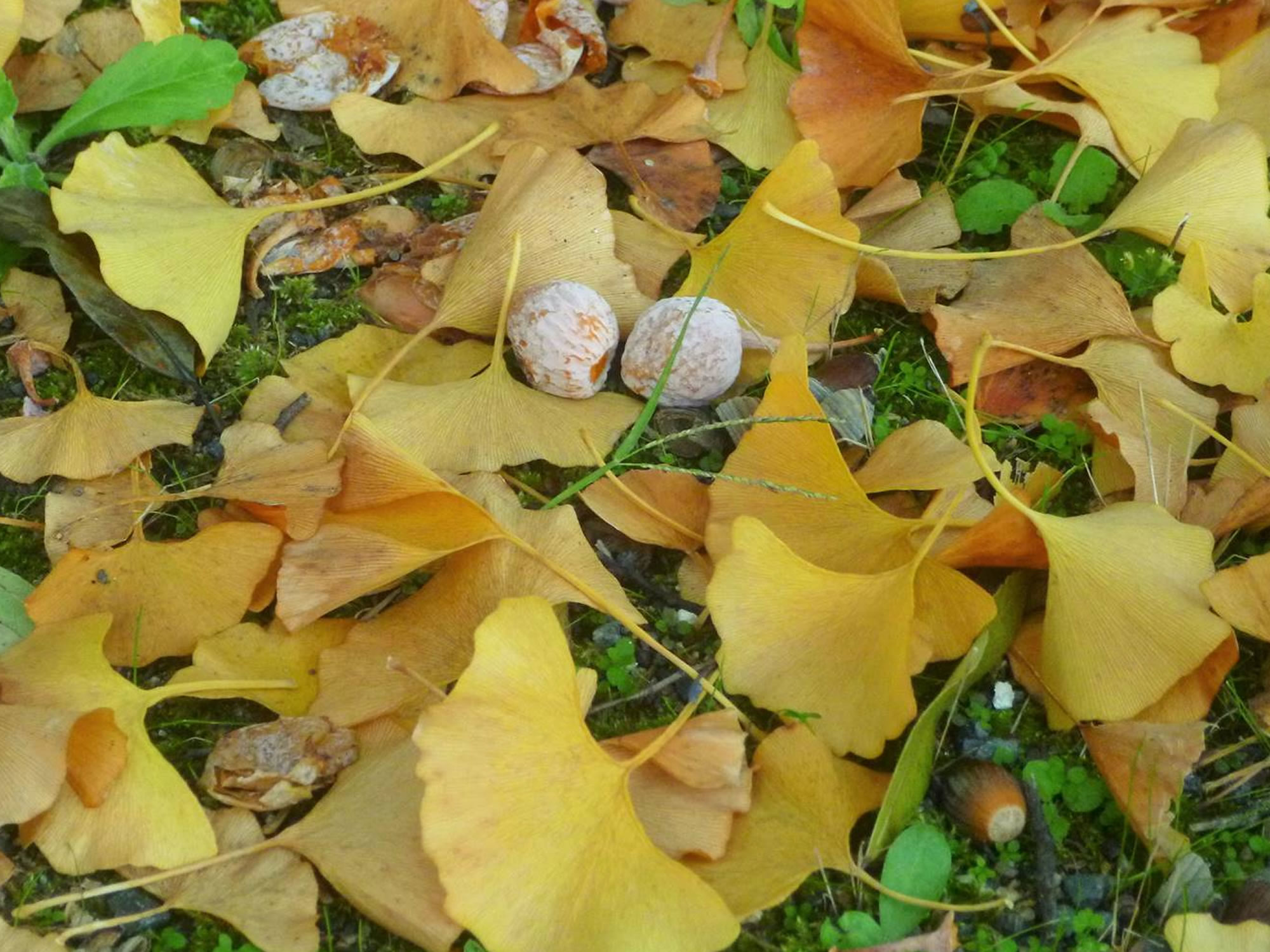 イチョウの落ち葉 ２ フリー写真素材 Photo Pot