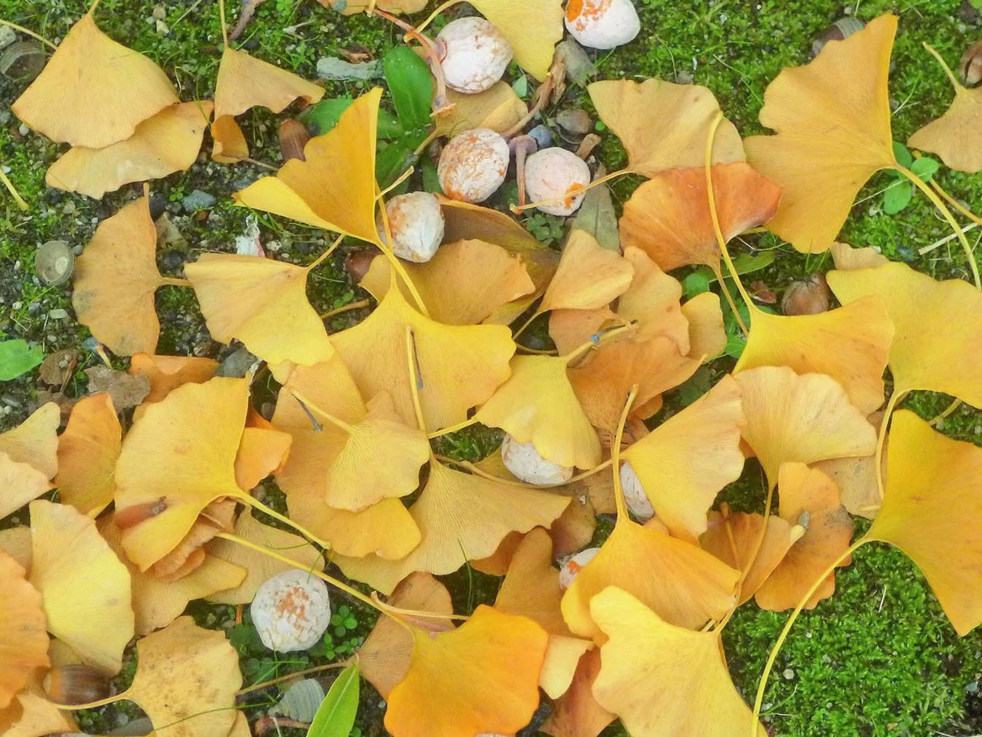 イチョウの落ち葉の写真画像