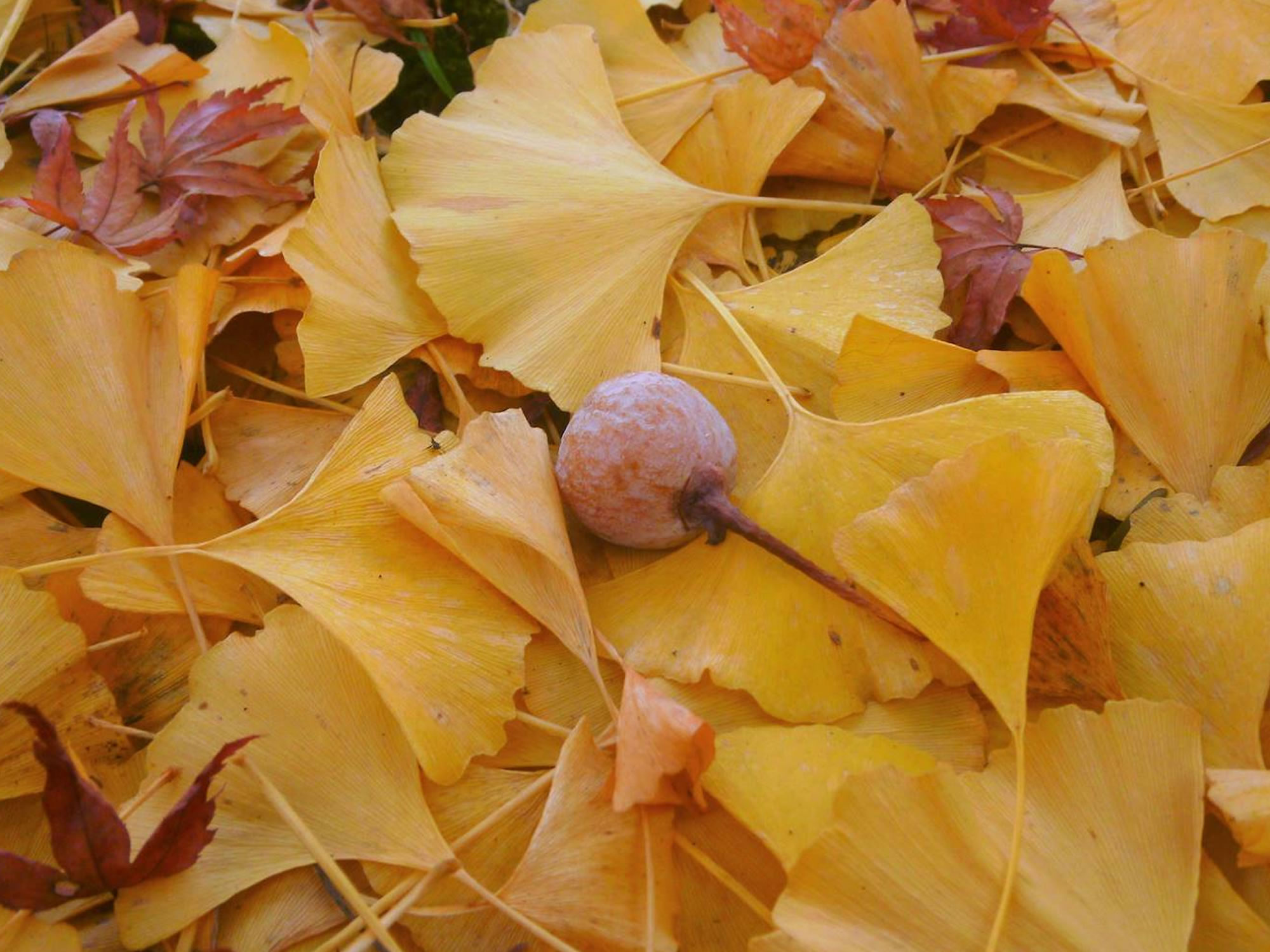 イチョウの落ち葉の写真画像