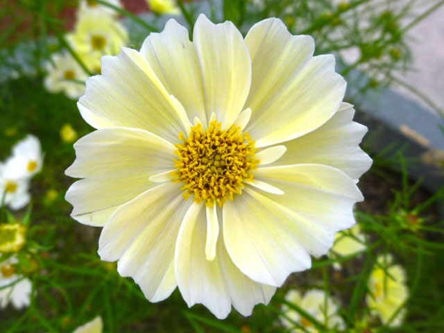 コスモスの花の写真画像