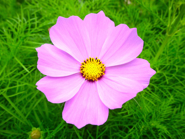 コスモスの花の写真画像