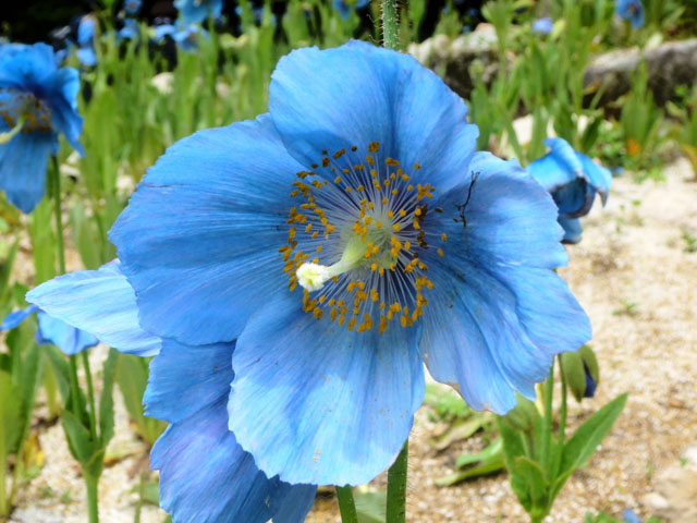 ヒマラヤの青いケシの花の写真画像