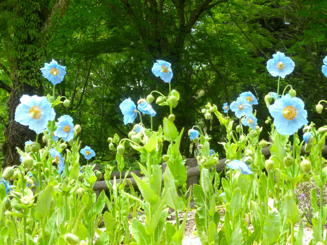 ヒマラヤの青いケシの花の写真画像