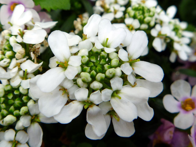 イベリスの花の写真画像