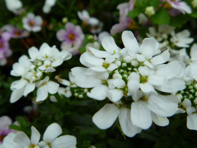 イベリスの花の写真画像