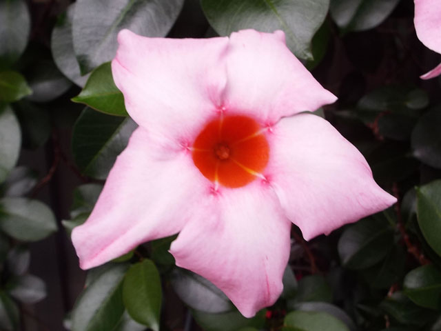 マンデビラの花の写真画像