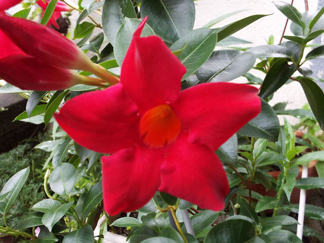マンデビラの花の写真画像