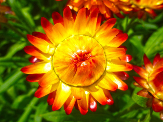 ムギワラギクの花の写真画像