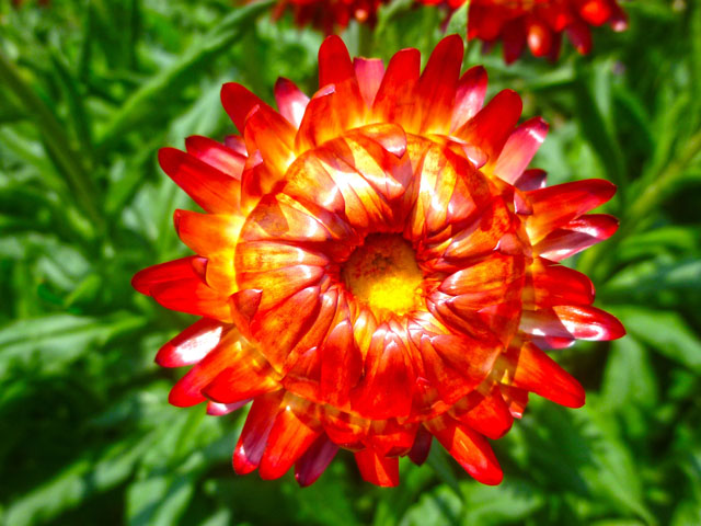 ムギワラギクの花の写真画像