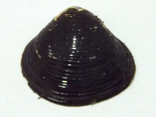 シジミの貝殻の外側の写真画像