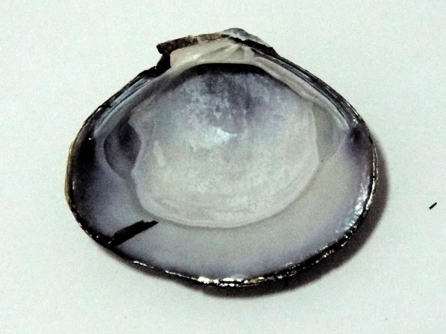 シジミの貝殻の内側の写真画像