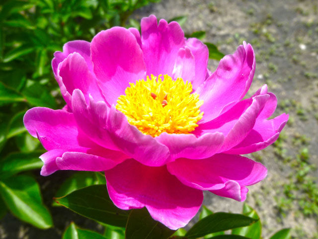 シャクヤクの花の写真画像