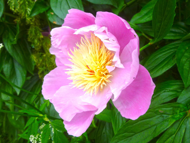 シャクヤクの花の写真画像
