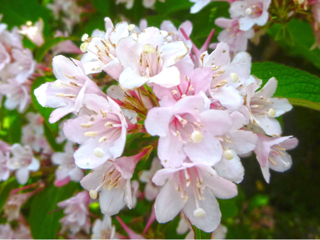 タニウツギの花の写真画像