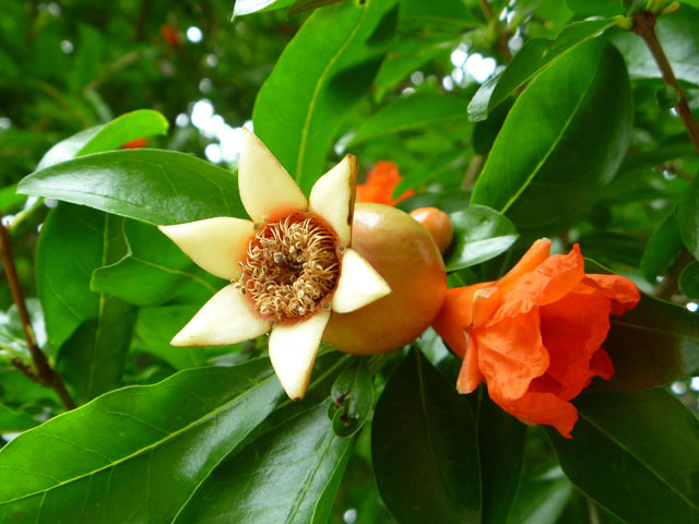 ザクロの花の写真画像