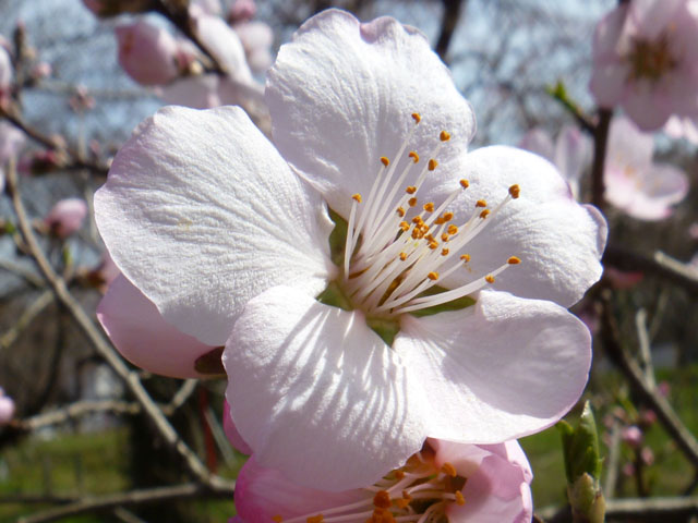 アーモンドの花の写真画像