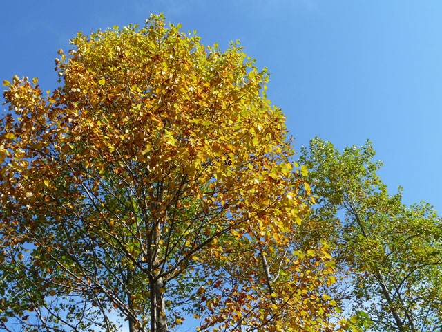 モミジバフウの木の写真画像