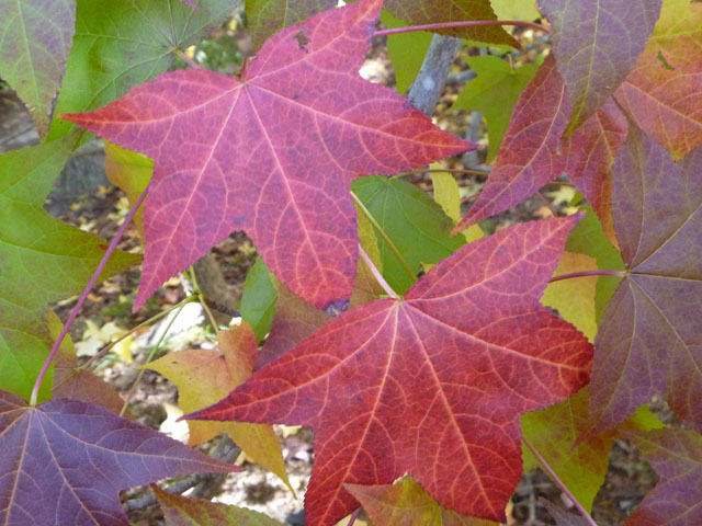 モミジバフウの葉の写真画像