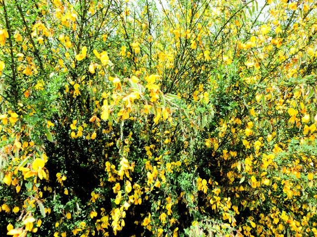 エニシダの花の写真画像