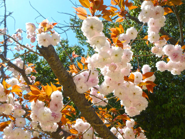 フゲンゾウの花の写真画像