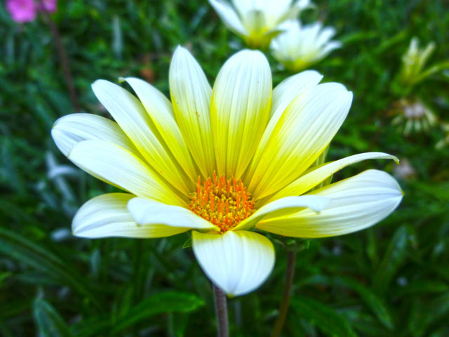 ガザニアの花の写真画像